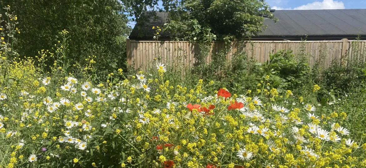 Wildflower Meadow Appeal