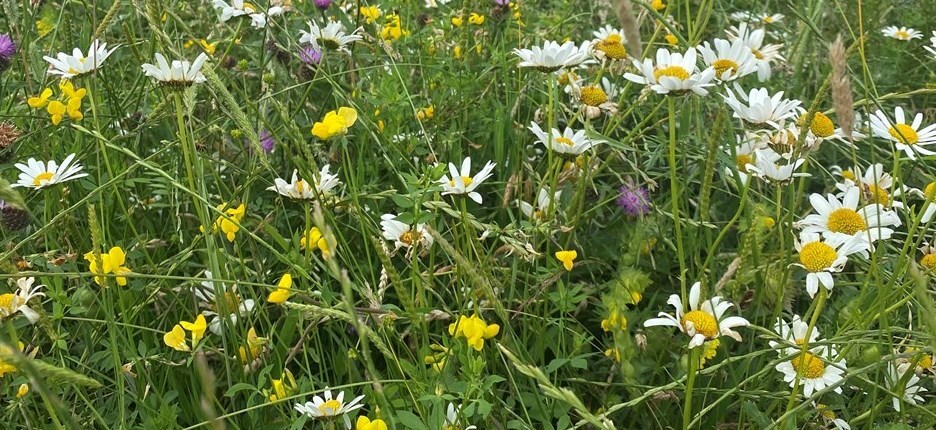 Wildflower meadow appeal